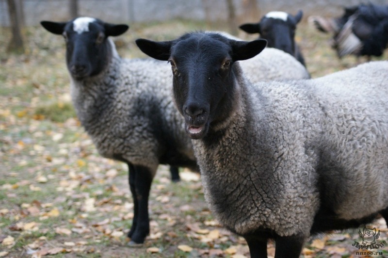 романовская овца